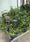 Image to render
