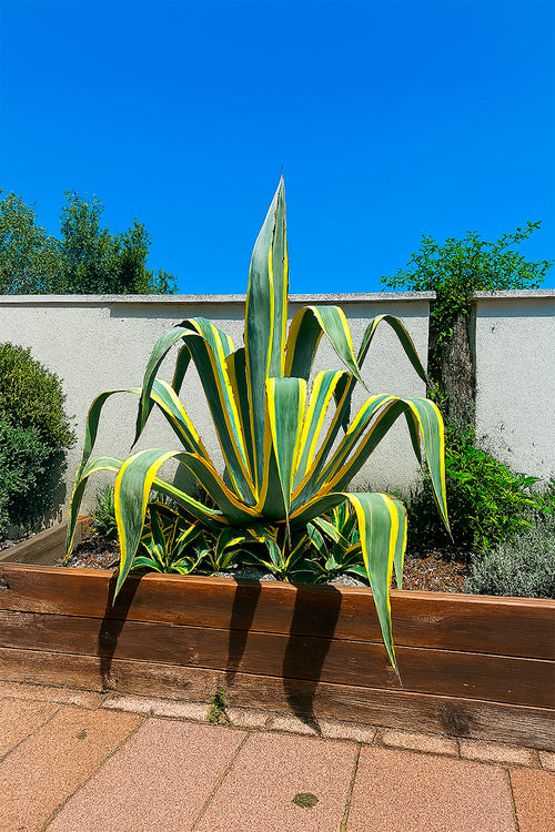 Agave panaché (Agave Variegata)