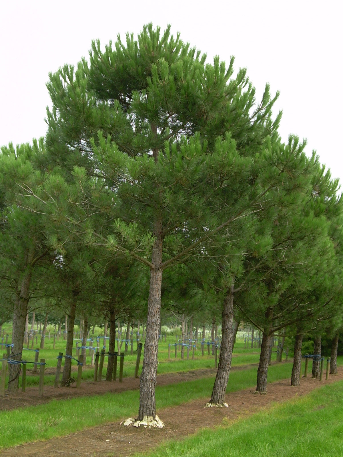 Pin Parasol (Pinus pinea)