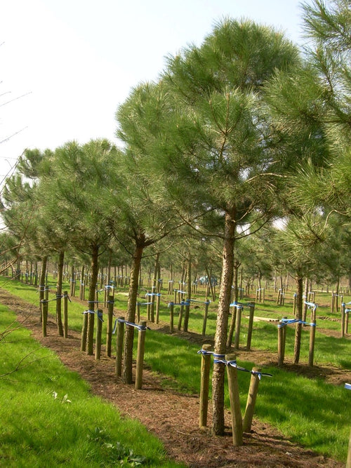 Pin Parasol (Pinus pinea)