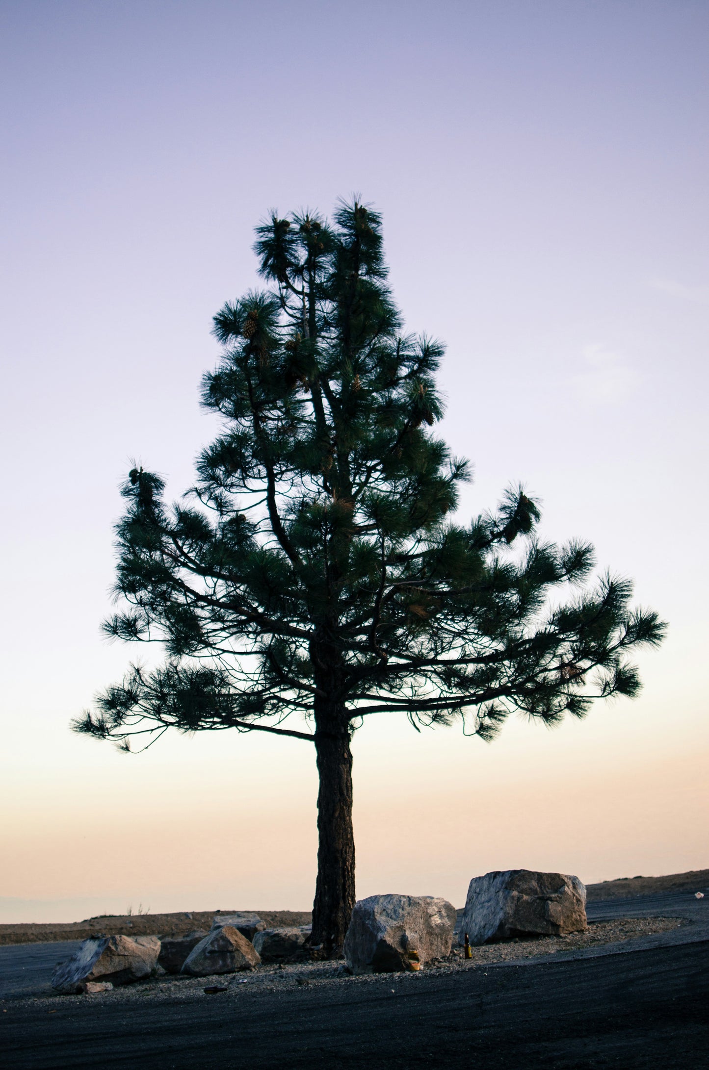 Pin noir (Pinus Nigra)
