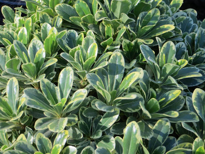 Pittosporum de Chine (Pittosporum Tobira)