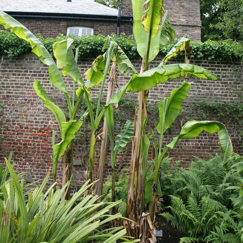 Bananier Japonais (Musa Basjoo Japonica)