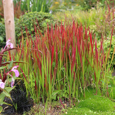 Graminée Red Baron (Imperata cylindrica)