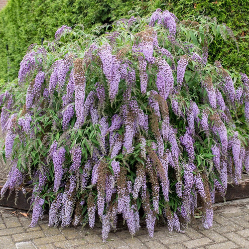 Buddleia (Budleja)