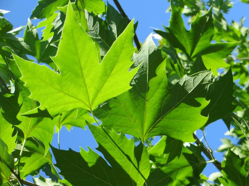 Platane (Platanus)