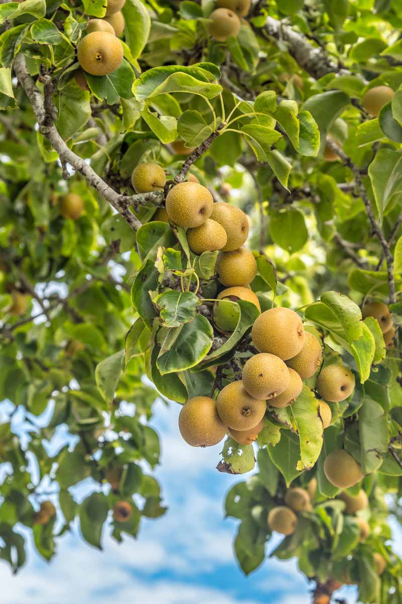 Poirier à fleurs (Pyrus Calleryana Chanticleer) Les Plantes Ilede — free download