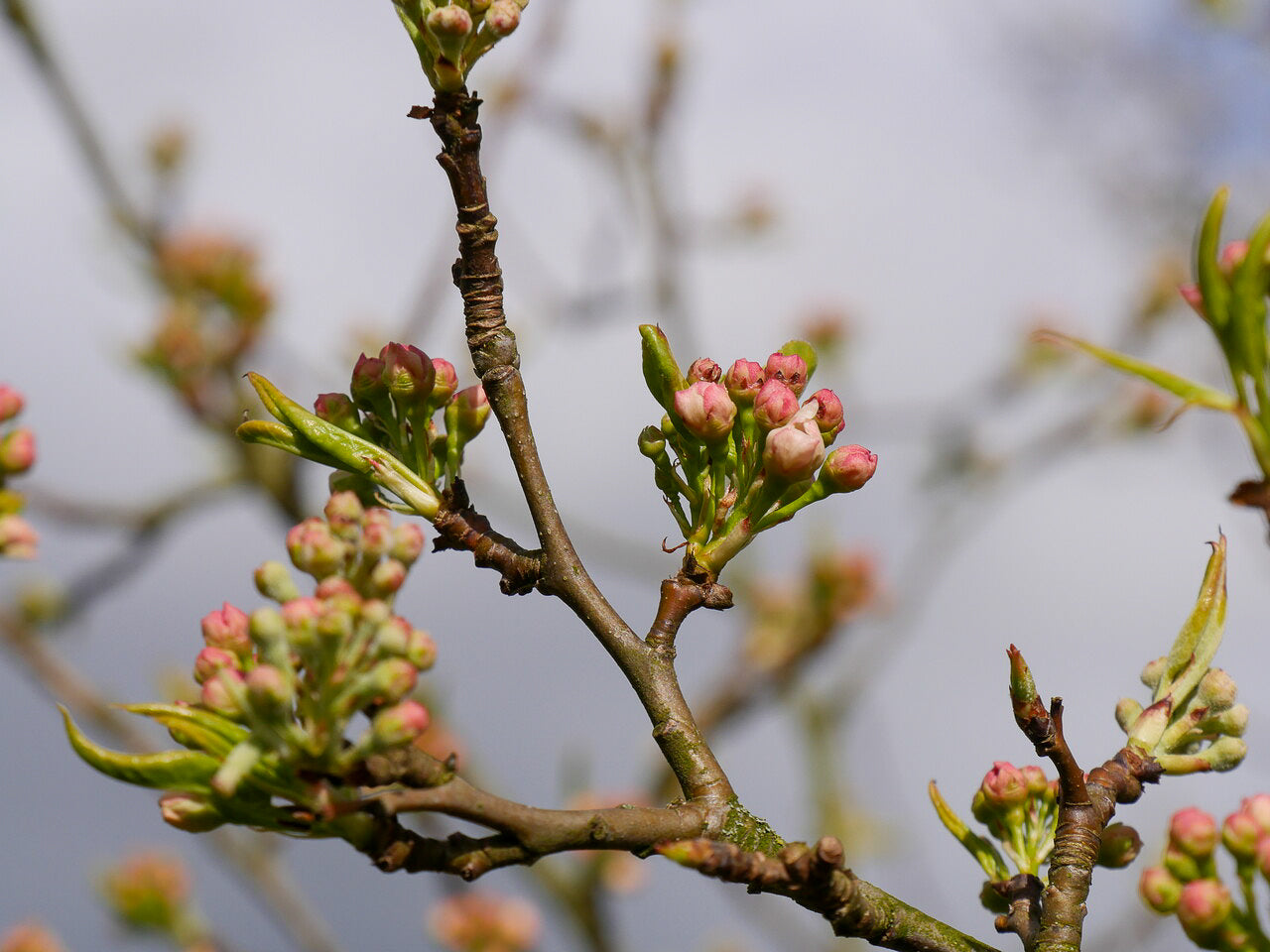 Poirier à fleurs (Pyrus Calleryana Chanticleer) Les Plantes Ilede — free download
