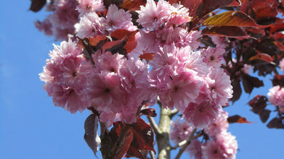 Cerisier du Japon (Prunus serrulata Royal Burgundy)