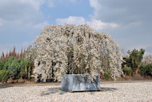 Cerisier à fleurs japonais (Prunus yedoensis Shidare Yoshino)