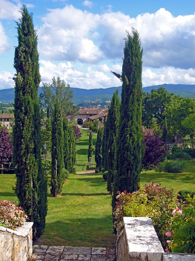 Cyprès de Provence (Commun)