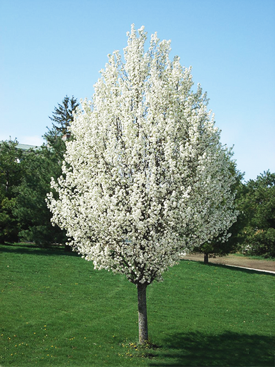 Poirier à fleurs (Pyrus Calleryana Chanticleer)