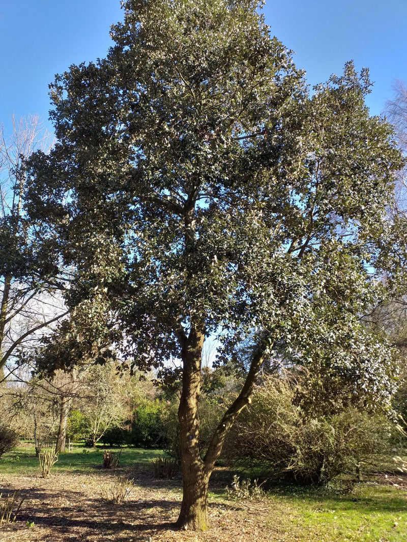 Chêne vert en touffe