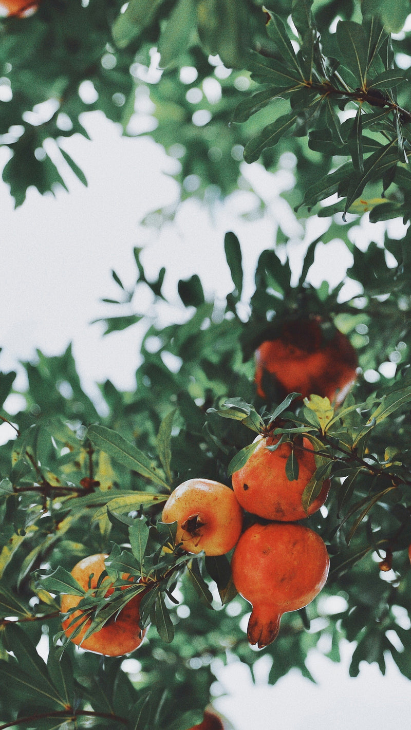 Grenadier (Punica Granatum)