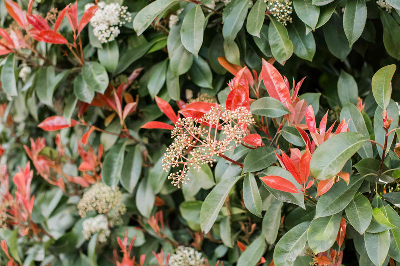 Photinia Fraseri 'Carré Rouge' en cône