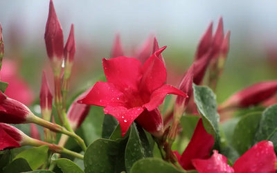 Dipladénia (Mandevilla)