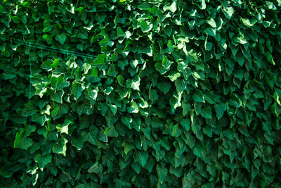 Lierre Commun Persistant (Hedera Helix)