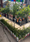 Image to render