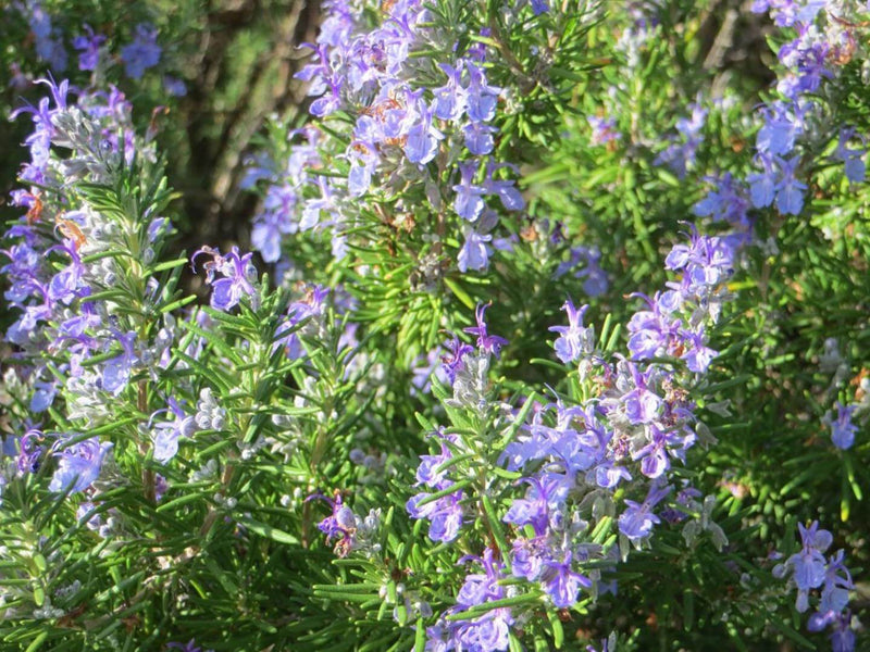 Romarin Rampant (Rosmarinus Officinalis Prostratus)