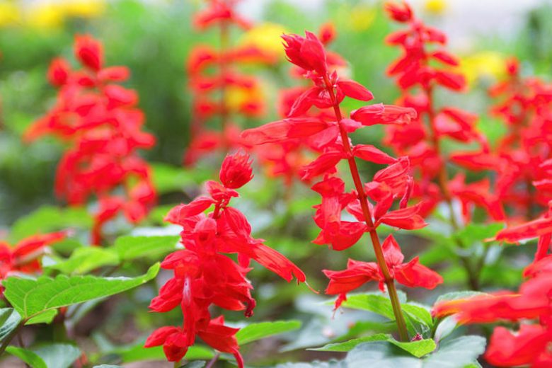 Sauge Ornementale (Salvia microphylla)