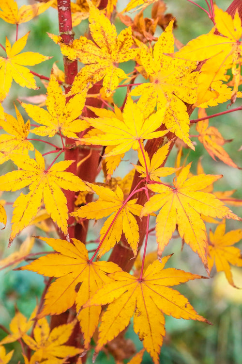 Acer Palmatum Sangokaku