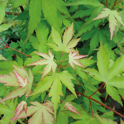 Acer Palmatum Sangokaku