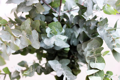 Eucalyptus à feuilles rondes (Eucalyptus Gunnii)