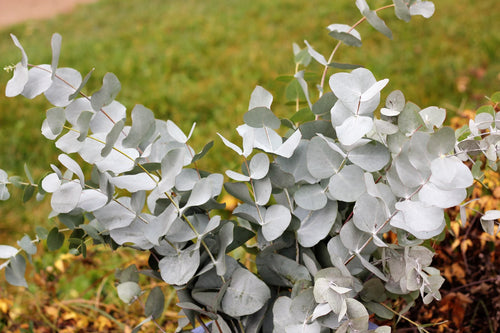 Eucalyptus à feuilles rondes (Eucalyptus Gunnii)