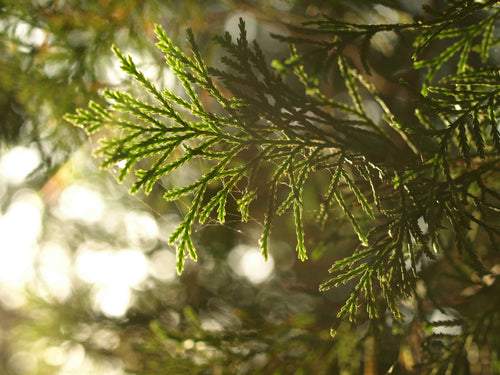 Genévrier Rampant (Juniperus horizontalis)