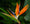 Image to render