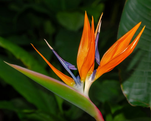 Strelitzia