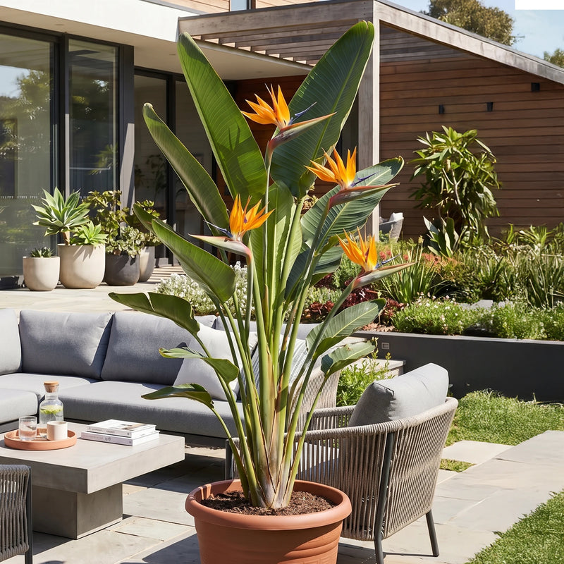 Strelitzia