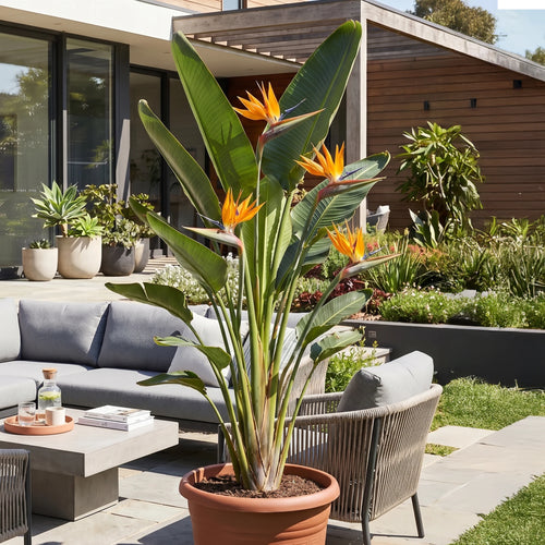 Strelitzia