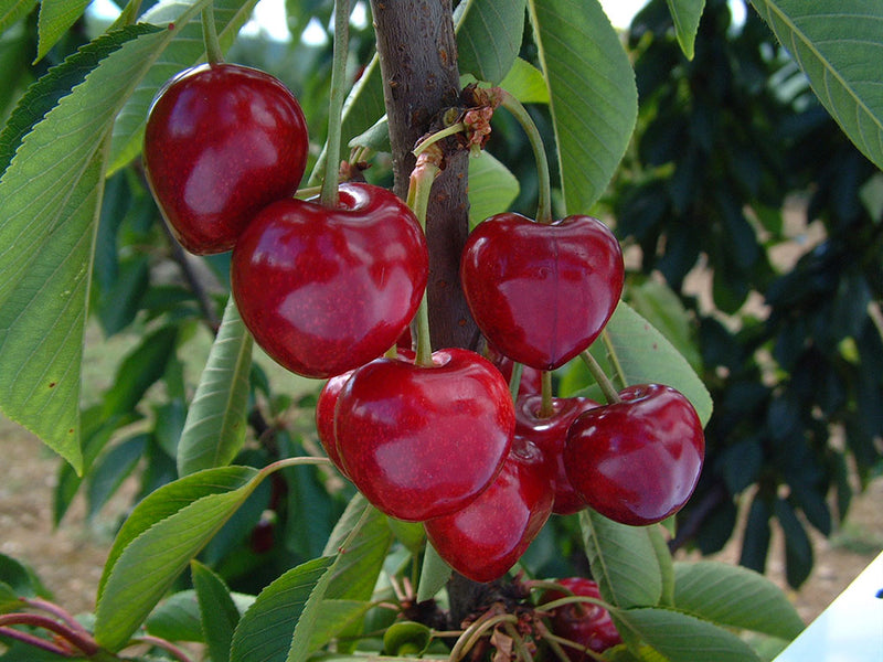 Cerisier Summit (Prunus avium Bigarreau Summit)