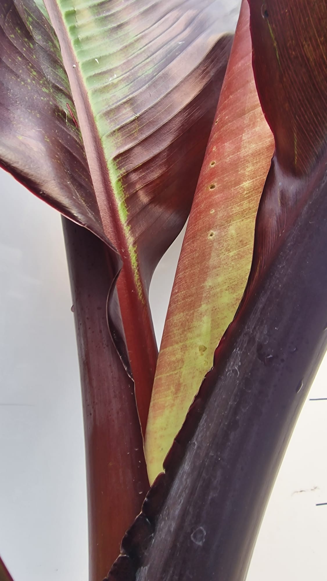 Bananier à feuilles rouges (Musa Ensete Maurelli)