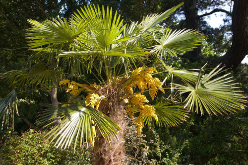 Palmier de Chine (Trachycarpus Fortunei)