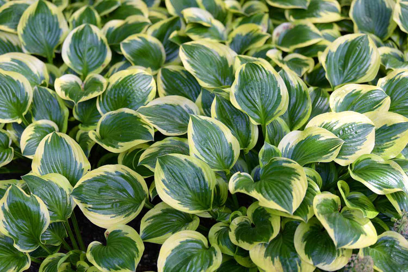 Hosta (Hosta)