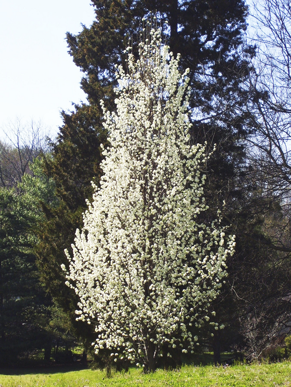 Poirier à fleurs (Pyrus Calleryana Chanticleer) Les Plantes Ilede — free download