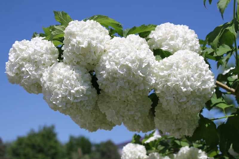 Viorne Obier Boule de Neige (Viburnum opulus)