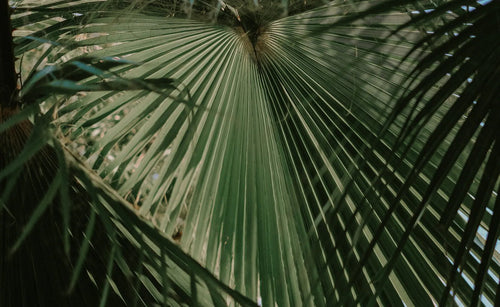 Washingtonia “tronc taillé”