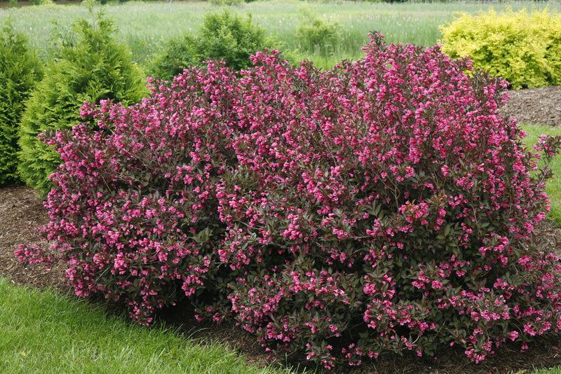 Weigelia à feuilles panachées (Weigela x Florida Rosea)