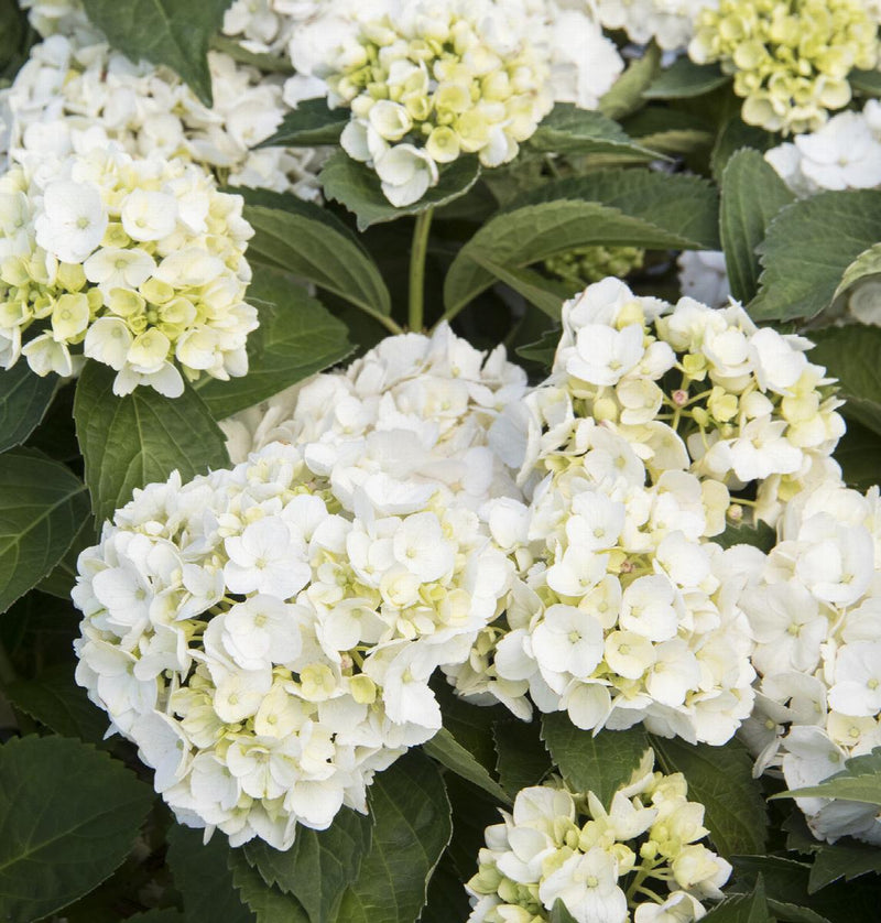 Hortensia (Hydrangea)