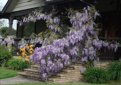 Glycine sur Tige