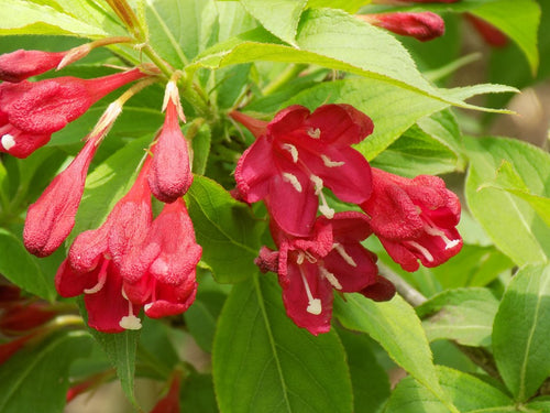 Weigelia à fleurs rouges (Weigela x florida Red Prince)