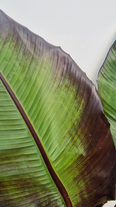 Bananier à feuilles rouges (Musa Ensete Maurelli)