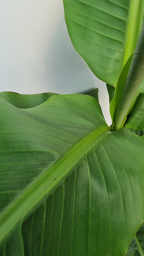 Bananier à feuilles vertes