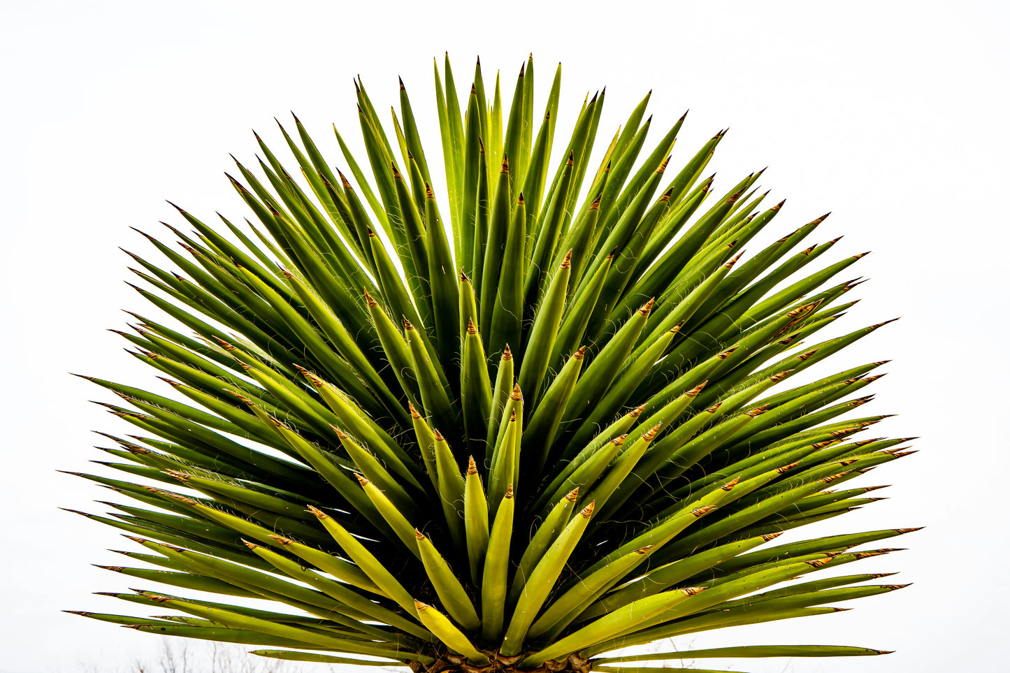 Yucca (Yucca Rostrata)