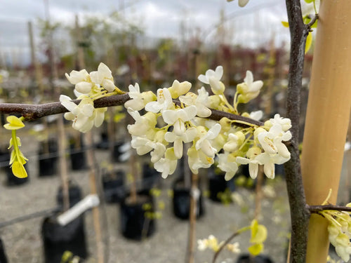 Arbre de Judée à fleurs blanches (Cercis Chinensis Shirobana)