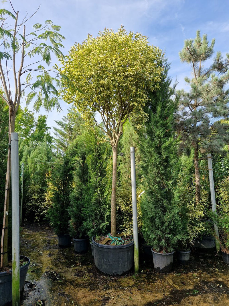 Troène du Japon Panaché (Ligustrum Japonicum 'Excelsum Superbum')