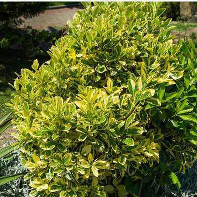 Fusain du Japon 'Aureus' (Euonymus Japonicus)